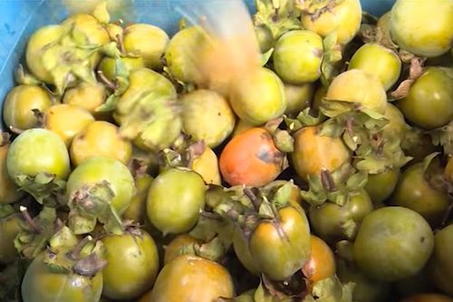 Hà Giang: Làm giàu từ mô hình trồng hồng không hạt