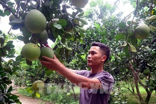 Bưởi Diễn trên đất Tràng Xá cho thu nhập cao