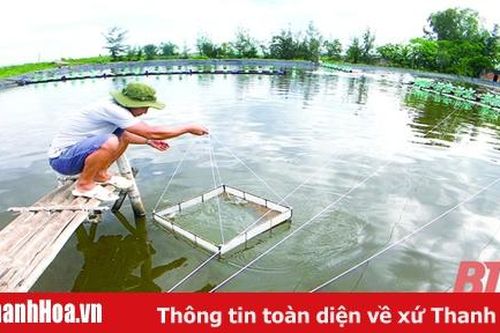 Để nông nghiệp bắt kịp xu hướng hiện đại - Bài 4: Phát triển nuôi trồng thủy sản thích ứng với biến đổi khí hậu