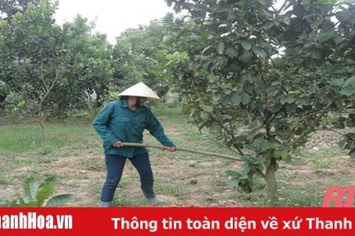 Phát triển cây ăn quả theo hướng VietGAP còn nhiều khó khăn