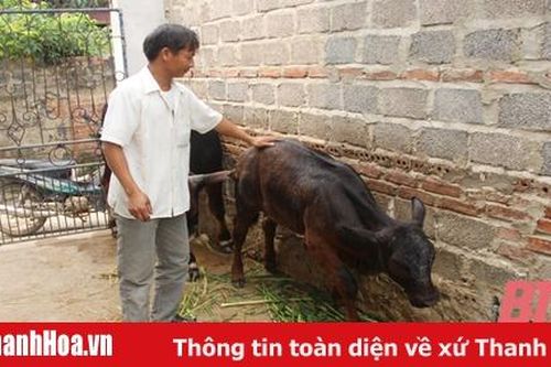 Nâng cao tầm vóc đàn trâu, bò bằng phương pháp thụ tinh nhân tạo