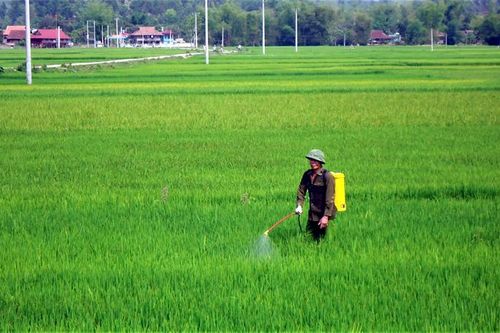 Điện Biên: Gần 5.700ha lúa mùa nhiễm sinh vật gây hại