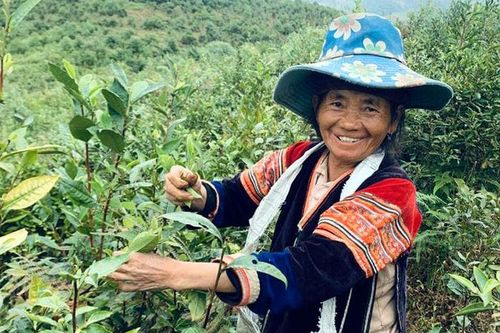 Tủa Chùa phát triển sản phẩm OCOP