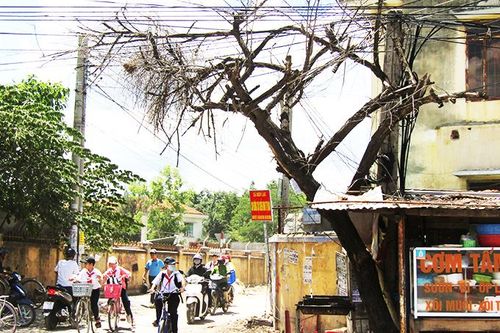 Cần đốn hạ cây chết khô