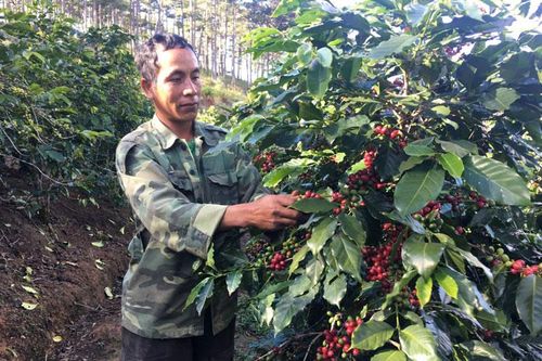 Cà phê nông lâm kết hợp, nâng cao chất lượng rừng