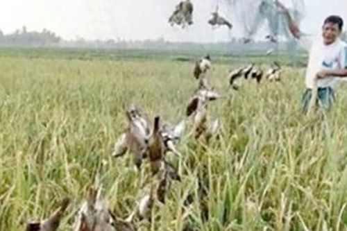 Cần kiên quyết ngăn chặn 'bẫy tàng hình' tiêu diệt chim yến