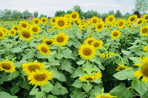 Cánh đồng bạt ngàn hoa thu hút giới trẻ TP.HCM