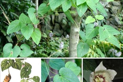 Bài thuốc trị chứng động thai