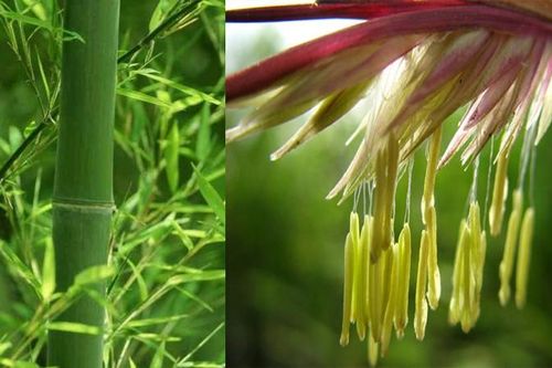 Điểm danh những loài cây 'chờ cả đời người' mới thấy nở hoa