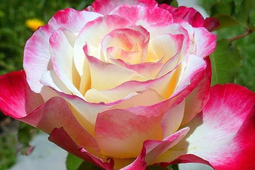 Chiêm ngưỡng những loài hoa hồng quyến rũ nhất thế giới