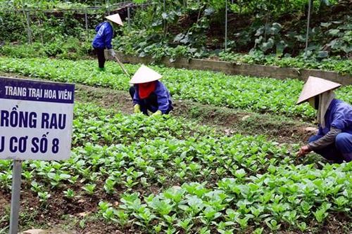 Nông nghiệp hữu cơ trước cơ hội mới