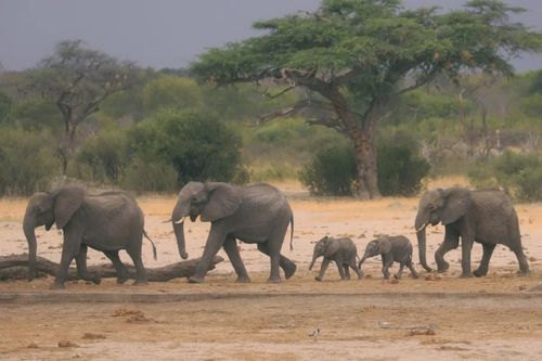 Bị cấm khai thác tài nguyên, Trung Quốc đòi Zimbabwe phải minh bạch