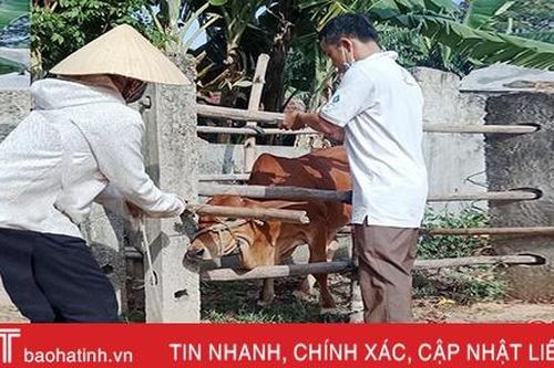 Khống chế bệnh lở mồm long móng trên gia súc ở xã ven biển Hà Tĩnh