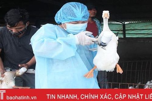 Hà Tĩnh thực hiện các biện pháp cấp bách phòng, chống bệnh cúm gia cầm