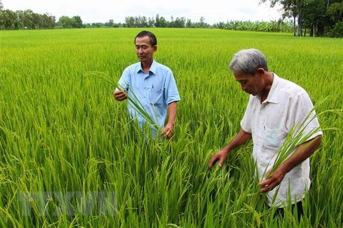 Hậu Giang: Gạo sạch Vị Thủy dần tạo được chỗ đứng trên thị trường