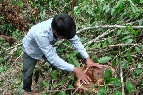 Quảng Ngãi yêu cầu kiểm tra, xử lý tình trạng phá rừng tại huyện Ba Tơ