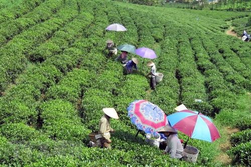 Phát triển bền vững thương hiệu sản phẩm chè Thái Nguyên