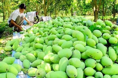 Trái cây miền Tây 'rộng đường' sang châu Âu