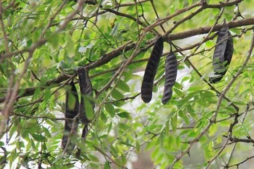 Những công dụng vô cùng bất ngờ từ bồ kết mà ít ai biết đến