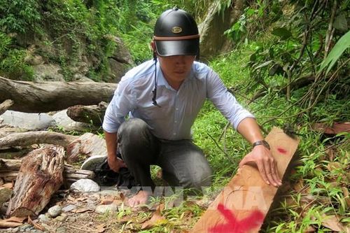 Phản hồi thông tin của TTXVN: Quảng Ngãi yêu cầu kiểm tra, xử lý tình trạng phá rừng