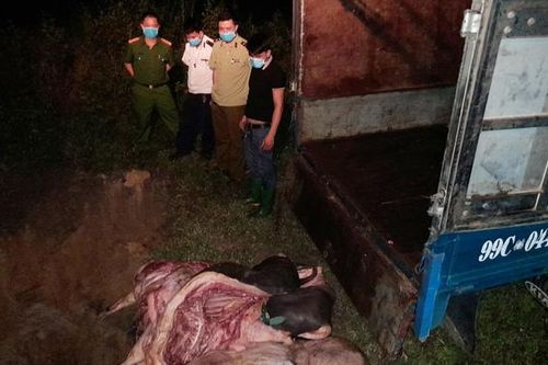 Phát hiện gần 1 tấn lợn nhiễm dịch tả châu Phi đang được đưa đi tiêu thụ