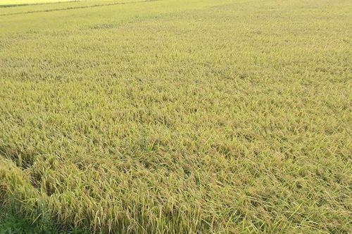 Giá lúa gạo hôm nay ngày 21/9: Giá xuất khẩu nhiều kỳ vọng sau EVFTA