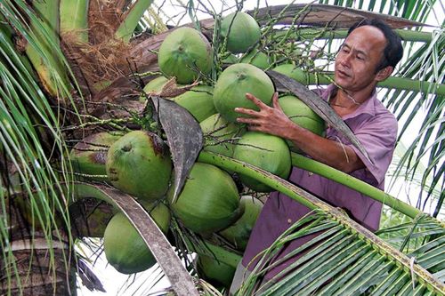 Nâng 'chất' dừa Trà Vinh