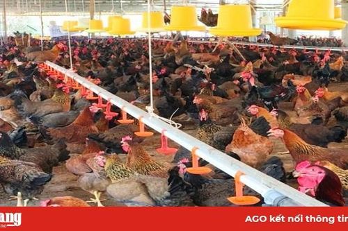 Bình Định: 'Chi viện' 42.000 con gà giống, thực hiện mô hình nuôi gà an toàn sinh học