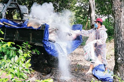 Đề nghị xử lý hộ nuôi heo không chấp hành quy định phòng chống dịch