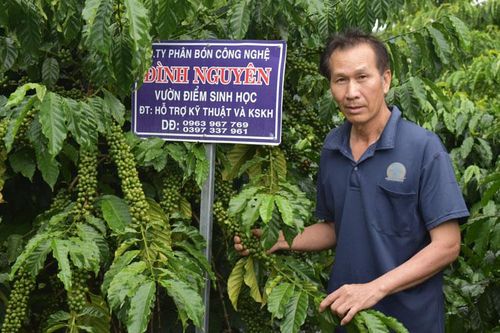 Tăng dần năng suất cà phê sinh học