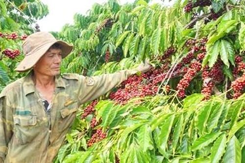 Mã vùng nông sản: Bị mạo danh vì quản lý lỏng lẻo