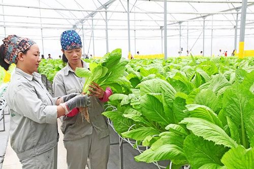 Hà Nội phấn đấu tăng trưởng kinh tế nông nghiệp năm 2021 đạt từ 3% trở lên