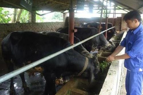 Tập trung nâng cao chất lượng giống vật nuôi