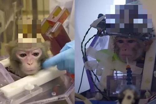 Trường đại học Bỉ gây phẫn nộ vì làm thí nghiệm tàn nhẫn dùng xi-măng gắn ống vào đầu khỉ