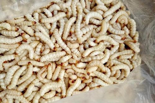 Sâu tre nửa triệu đồng/kg hút khách
