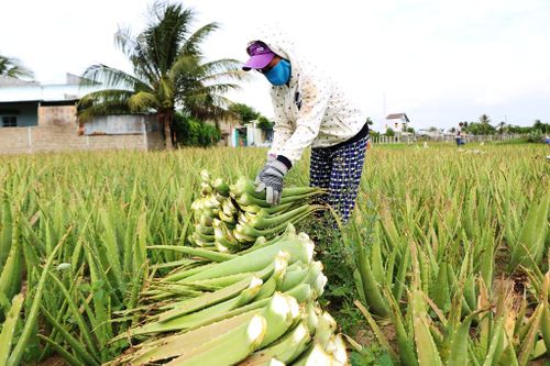 Ninh Thuận: Nông dân thoát nghèo nhờ cây nha đam