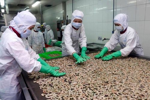 Xuất khẩu tôm sang EU tăng trưởng cao nhất kể từ đầu năm