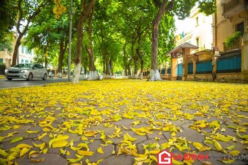 Hà Nội phủ sắc vàng mùa lá sấu rụng
