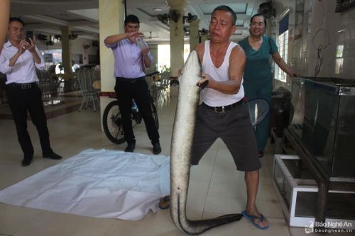 Người dân bắt được 2 con cá lệch 'khủng' trên Sông Lam, bán hơn 30 triệu đồng