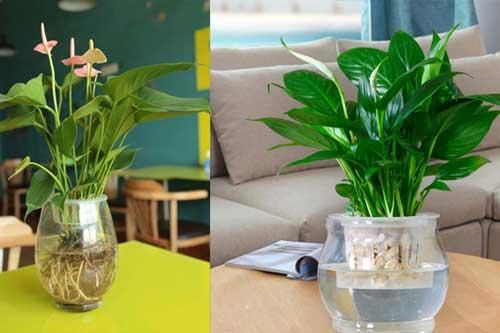 5 loại cây 'xịn' như điều hòa, đặt trong nhà vừa đẹp vừa mát lại lọc sạch không khí