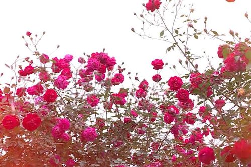 Hà Nội: Thu tiền tỷ/tháng nhờ trồng hoa hồng cổ thụ