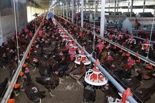 Trà Vinh giá gà thịt giảm mạnh