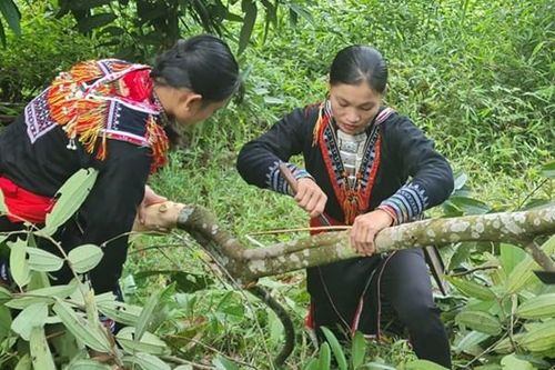 Lào Cai: Xây dựng chuỗi liên kết trong sản xuất, tiêu thụ lâm sản sạch