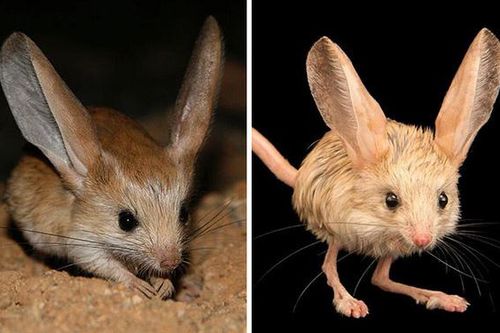 Giống chuột kỳ lạ nhìn như lai giữa lợn, thỏ và kangaroo