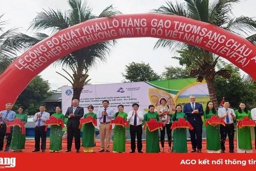 Xuất khẩu gạo thơm sang Châu Âu theo EVFTA