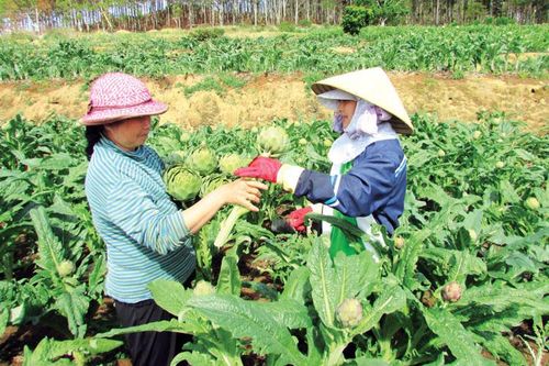 Phát triển đa dạng cây dược liệu Lâm Đồng