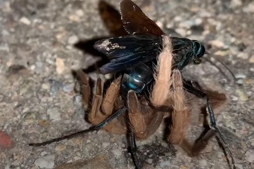 Ong bắp cày hạ gục nhện Tarantula