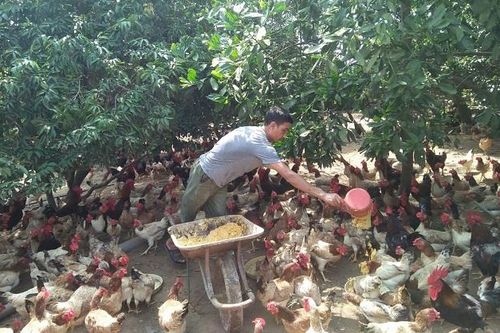 Phong trào thi đua sản xuất giỏi: Động lực giúp nông dân làm giàu