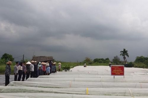 Giải pháp sản xuất nông nghiệp bằng màng phủ Passlite tại Thạch Thất