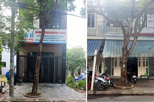 Khổ vì cây án ngữ mặt tiền!
